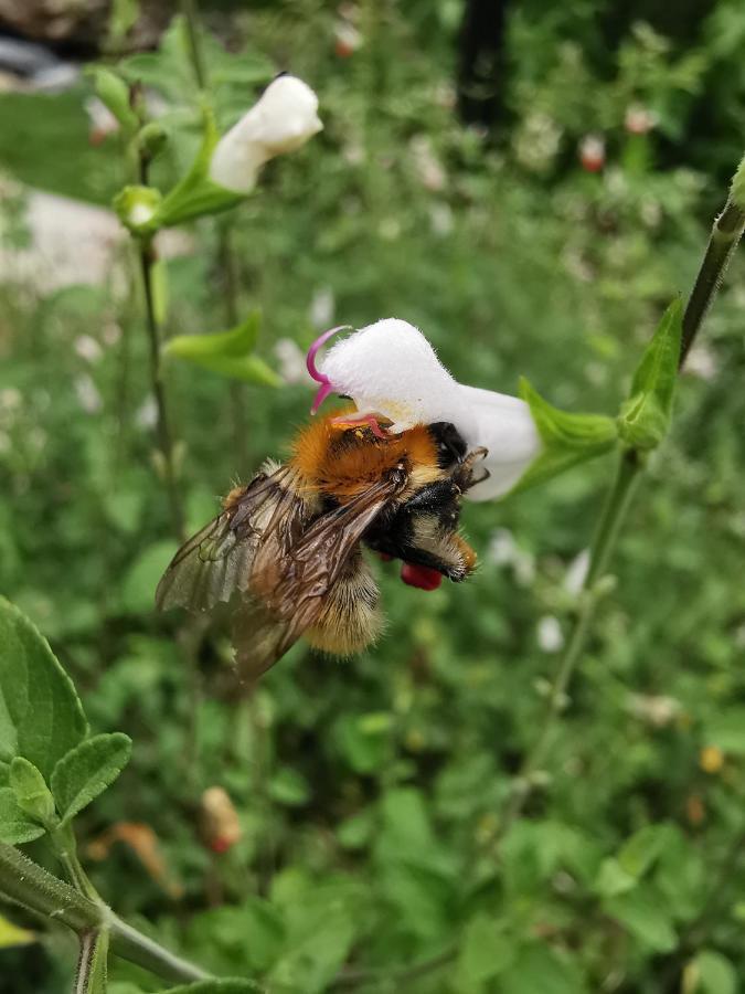 Gite Du Moulin Toucan Berneuil  Kültér fotó